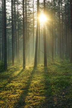 A delightful sunrise in a pine forest, the bright rays of the sun pass through the trees and illuminate the soft green moss