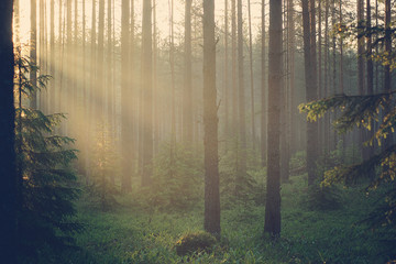 The slanting rays of the sun penetrate the pine forest on a summer morning at dawn.
