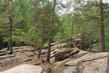 Natural  background. Trees growing on the stones.