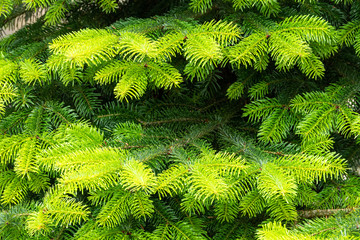 Background from green fir branches.