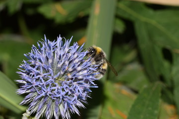 Fototapeta premium Zierlauch, Blauer Zierlauch, Blauer, Lauch, Allium caeruleum, Blume, Natur, Pflanze, Makro 