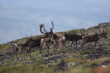 Naklejka premium Caribou 40 mile