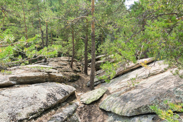 Natural  background. Trees growing on the stones.