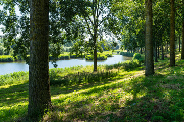 Fototapeta premium Trees in street called Noordendijk, along canal. Dordrecht, The Netherlands