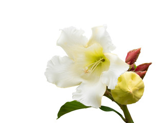 Pure white flower of  Beaumontia grandiflora Wall. or Herald's Trumpet, isolated on white background with path.