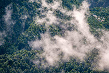 Thick green forest on a hillside in the morning fog. Trees in the fog.