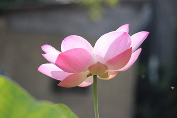 flower, pink, lotus, nature, blossom, beautiful, bloom, plant, garden, green, spring, flowers, water, flora, beauty, blooming, summer, leaf, lily, floral, pond, natural, petal, petals, magnolia
