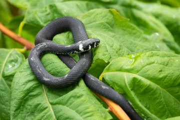 A black snake with white spots sits on a branch with green leaves. The grass snake, Natrix