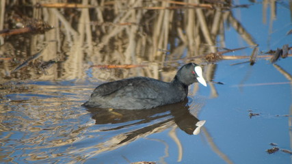Coot in the water