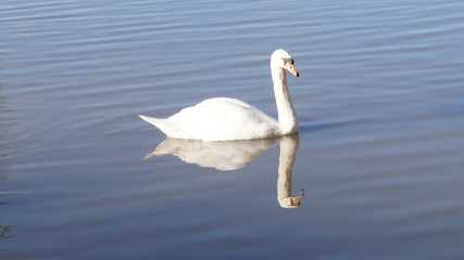 Fototapeta na wymiar swan on lake