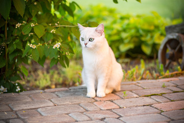 domestic cat breed Scottish chinchilla straight walking outdoors