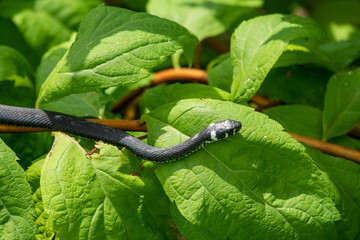 A black snake with white spots sits on a branch with green leaves. The grass snake, Natrix