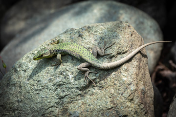The lizard Lacerta viridis sits on a stone