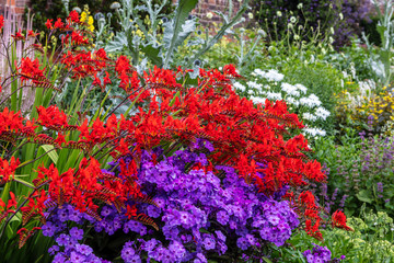 Deep red Crocosmia and purple Phlox flowering plants in a garden herbaceous border.