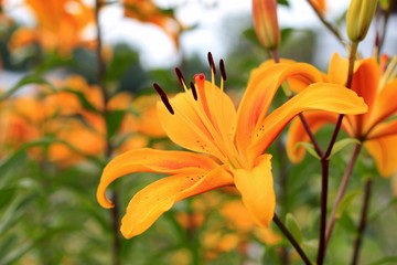 Fototapeta premium Yellow asiatic hybrid lilies on flowerbed. Bouquet of fresh flowers growing in summer garden. Close-up.