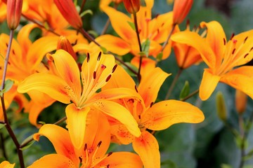 Yellow asiatic hybrid lilies on flowerbed. Bouquet of fresh flowers growing in summer garden. Close-up.