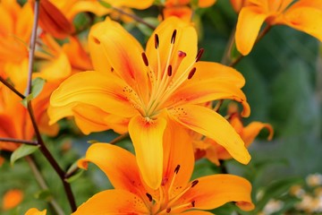 Yellow asiatic hybrid lilies on flowerbed. Bouquet of fresh flowers growing in summer garden. Close-up.
