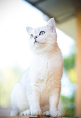domestic cat breed Scottish chinchilla straight walking outdoors