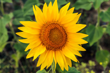 Fields with an infinite sunflower. Beautiful sunflower