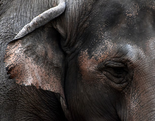 Particolare di testa d'elefante