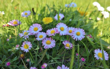 Obraz premium Gänseblümchen im Garten
