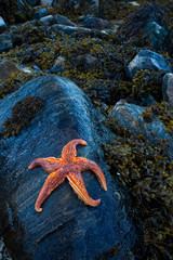 Estrella de mar (Seafish). Playa Dail Beag Beach. Lewis Island. Outer Hebrides. Scotland, UK