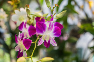 purple orchids in the garden