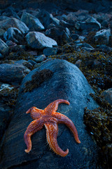 Estrella de mar (Seafish). Playa Dail Beag Beach. Lewis Island. Outer Hebrides. Scotland, UK