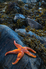 Estrella de mar (Seafish). Playa Dail Beag Beach. Lewis Island. Outer Hebrides. Scotland, UK