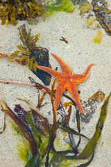 Estrella de mar (Seafish). Playa Dail Beag Beach. Lewis Island. Outer Hebrides. Scotland, UK