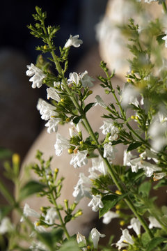 Weisser Sabei (Salvia officinalis alba)