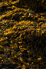 Zona intermareal (Tidal area). Playa Dail Beag Beach. Lewis Island. Outer Hebrides. Scotland, UK