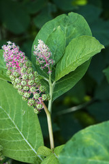 Indische Kermesbeere (Phytolacca acinosa)