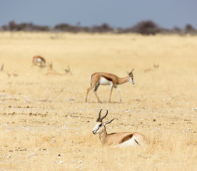 A springboks in namibian savannah
