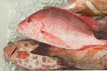 Top view, close distance of caught, freh red snapper fish on ice for trip to land from gulf of Mexico