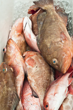 Top View, Close Distance Of Caught, Fresh Grouper And Red Snapper Fish On Ice For Trip To Land From Gulf Of Mexico