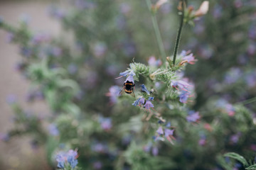 bumblebee pollinating the flowers of the field