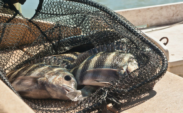 Top view close distance of a net filled with small sheepshead fish to be cleaned at tropical, marine fish cleaning station off the Gulf of Mexico on a sunny day