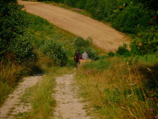 Wóz konny wśród pól w porannych godzinach wczesnego lata © JDziedzic