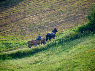 Wóz konny wśród pól w porannych godzinach wczesnego lata © JDziedzic