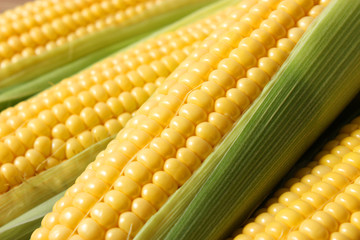 Corn background. Close up of corn grains