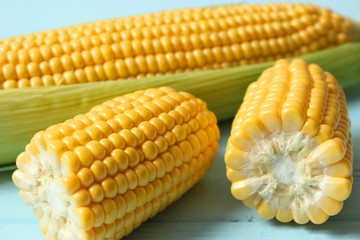 Fresh corn on a colored background. Corn heads.