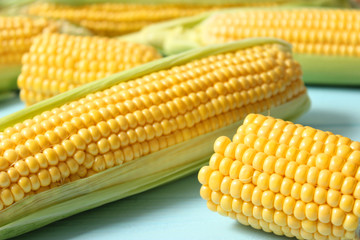 Fresh corn on a light background. Corn heads.