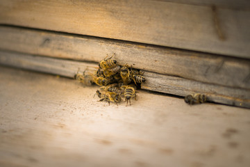 Bees fly to the hive. Beekeeping. A swarm of bees brings honey home. Apiary.