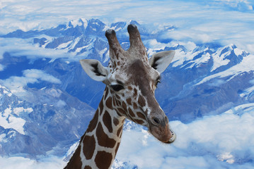 Giraffa tra le nuvole