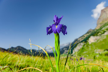 Pyrenäen-Schwertlilie in den Französischen Pyrenäen Nationalpark © by-studio