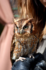 Gufo appoggiato sulla mano