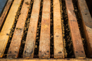 Open beehive with bees are crawling along the hive on honeycomb wooden frame. Apiculture concept.