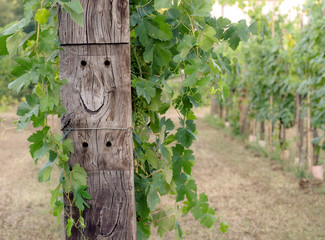 Vineyard with happy face, Tuscany, Italy.