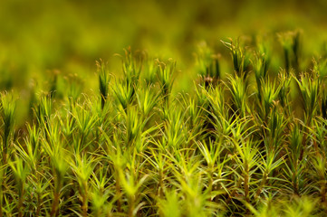 background of green plants like grass and moss